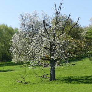 Jahreskreisfeste Ostara